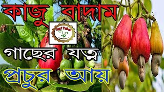 kaju badam|কাজু বাদাম|Cashew nut|kaju Gach|kaju chas