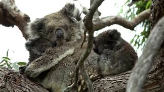 Rare koala twins in the wild by Missing Link Media 21,937 views 6 years ago 1 minute, 50 seconds