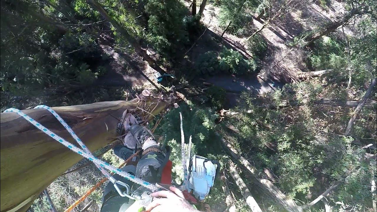Tree Climbing in the Dandenong Ranges, Victoria YouTube