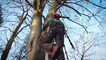 Watch the Furlonger Tree Services Video now!