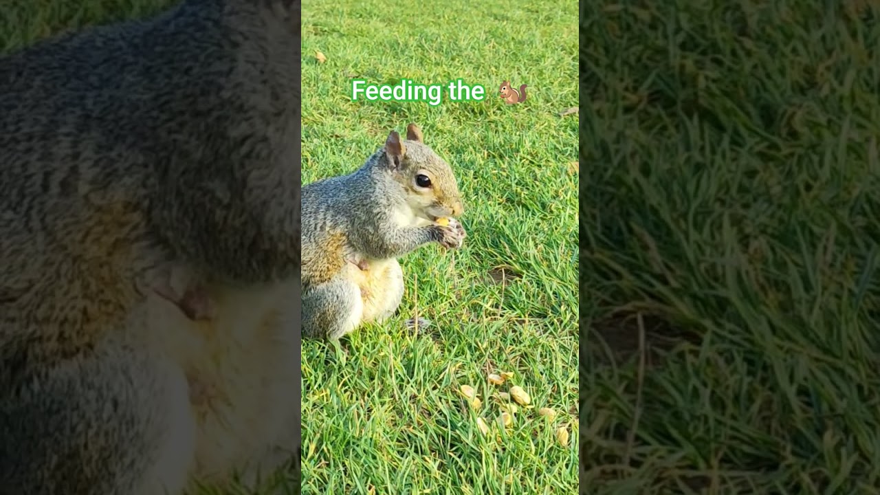Cute Squirrel Feeding Time 🐿️ | Nature & Calm Vibes