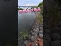 2026.6.14流れ込みの下側!バスは居てます!宇治川ブラックバス釣り! #fishing #釣り #bassfishing