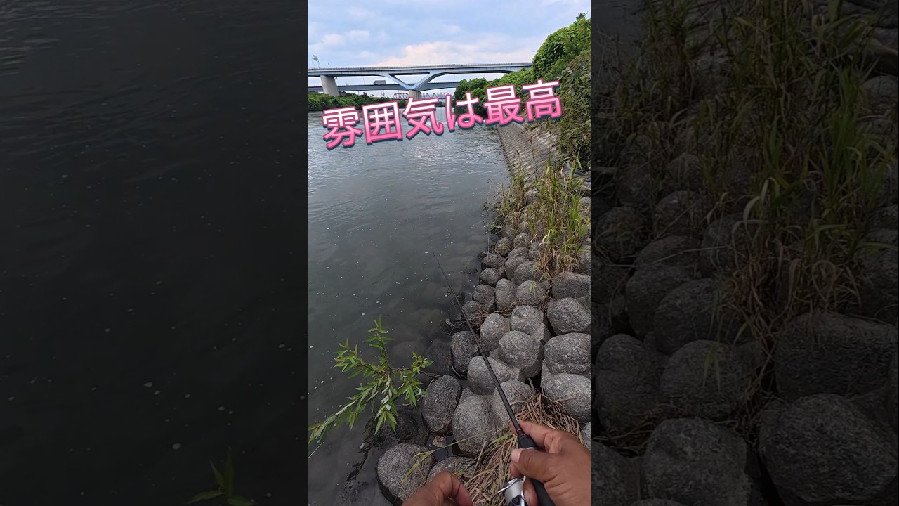 2026.6.14流れ込みの下側!バスは居てます!宇治川ブラックバス釣り! #fishing #釣り #bassfishing