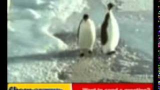PINGUINO .3gp