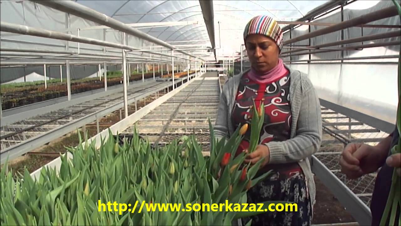 KESME ÇİÇEK LALE YETİŞTİRİCİLİĞİ (HYDROPONIC CUT TULIP CULTIVATION)