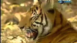 monkey teasing two tigers