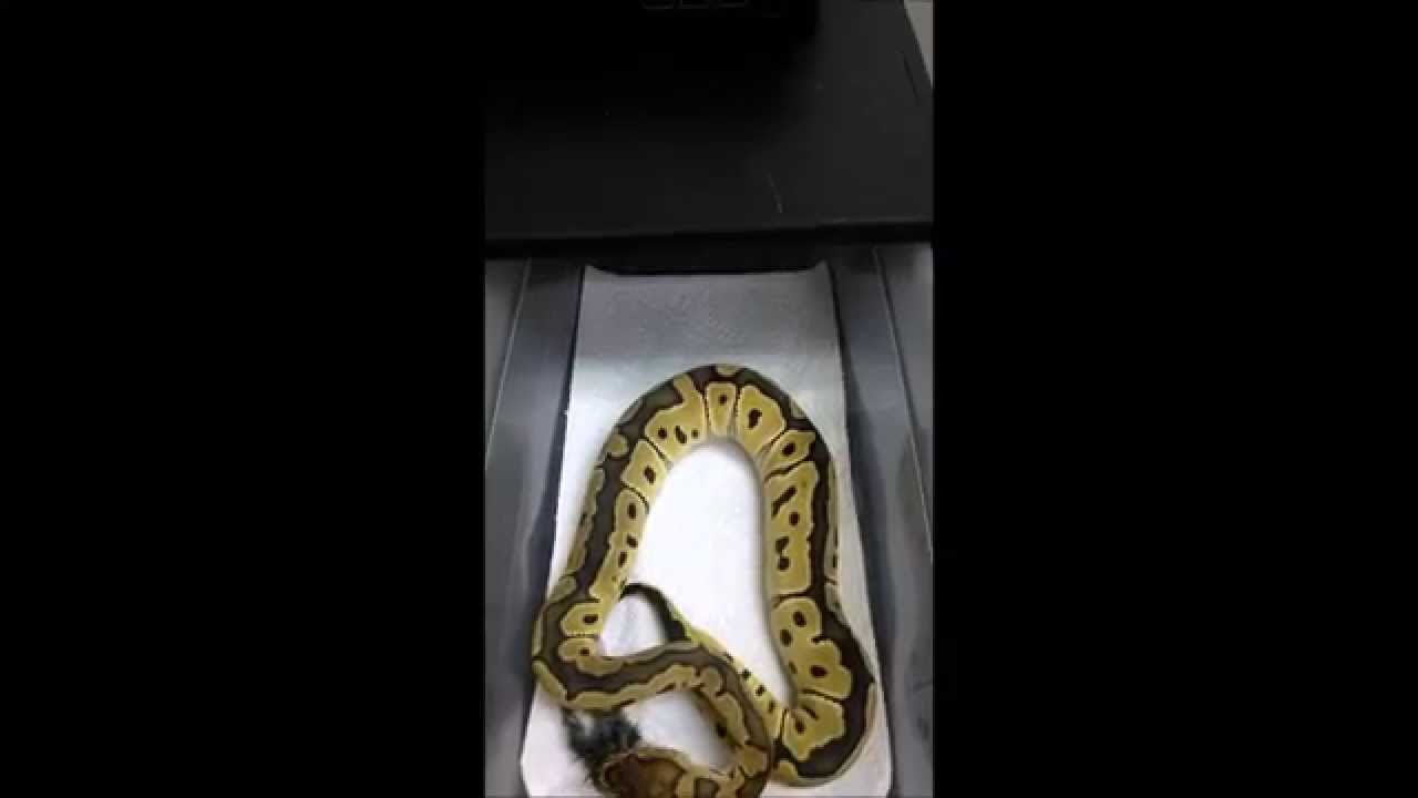 captions para instagram viajes Warning: Controversial! Clown Ball Python With Live and Slow-mo Feeding