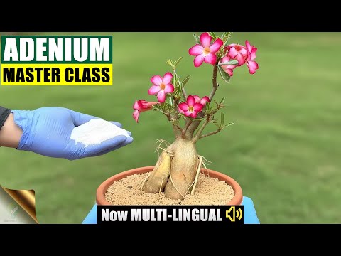 Adenium Care MASTERCLASS | Secrets on Desert Rose Care — Seeds, Soil, Caudex, Rot Fix