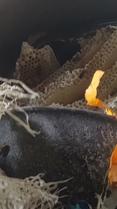 sealed full honey bag