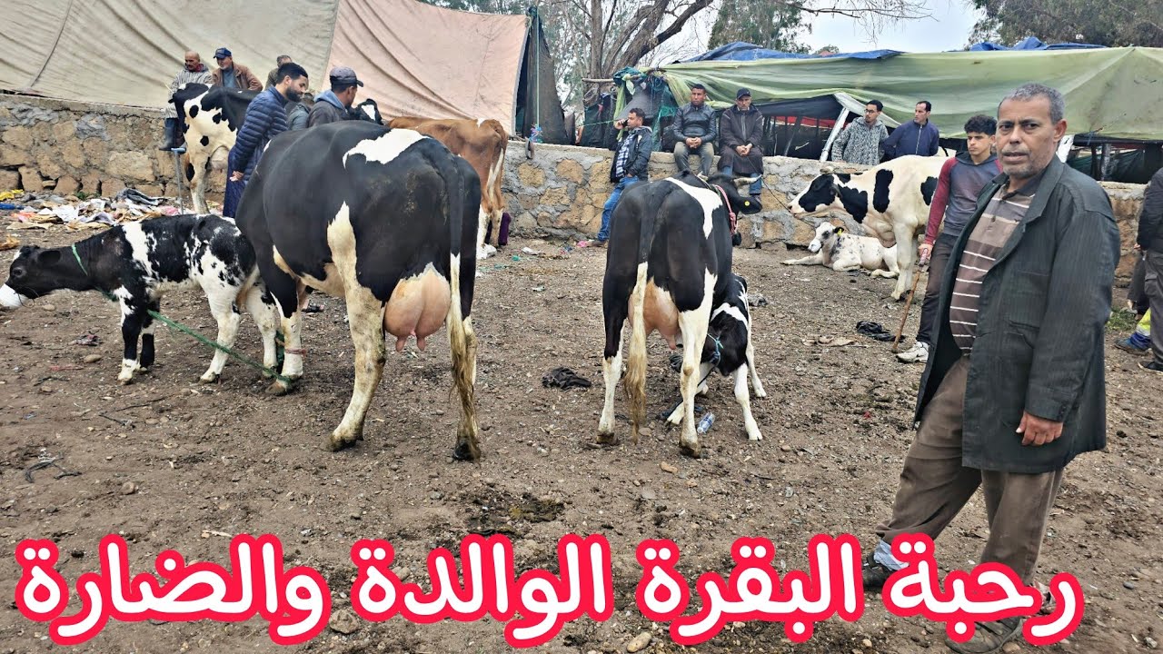 مباشرة البقرة الوالدة في سوق الخميس سلا السهول 18\04\2024 مع الاثمنة وأرقام الكسابة