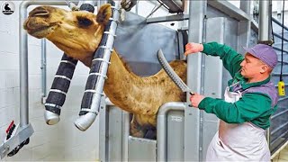 Increíble habilidad para procesar carne de camello - Dentro la fábrica procesamiento ganado
