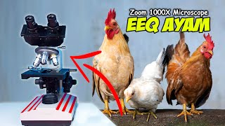ZOOM KOTORAN EEQ AYAM | Chicken Poop Microscope Zoom 1000X