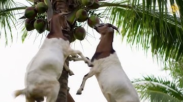 Nature’s Acrobat: Goats Climbing Coconut Trees! #ai #funny #new #wildlife #nature #animallife