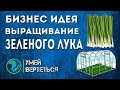 Выращивание зеленого лука. Бизнес идея