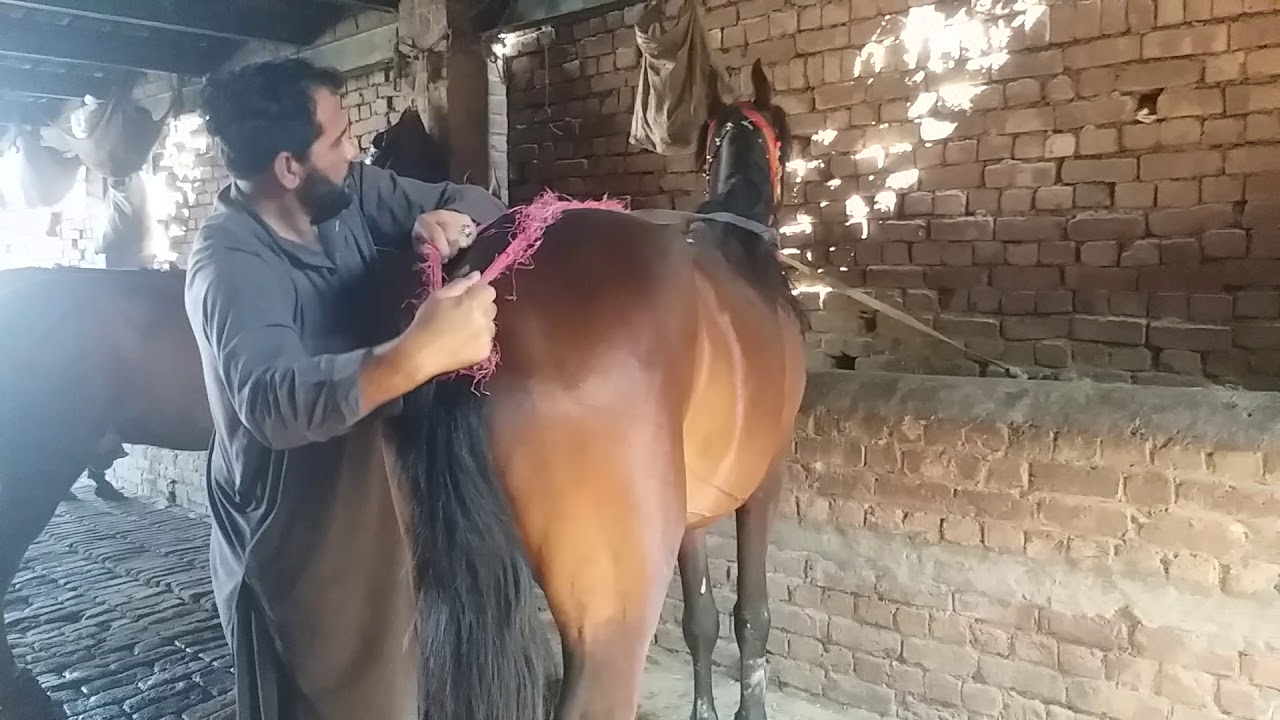 horses sale for lahore shadara ma by nawaz entertarmaint channle YouTube