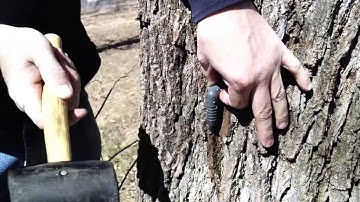 Tapping the Walnut trees