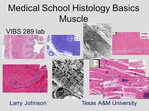 Medical School Histology Basics - Muscle