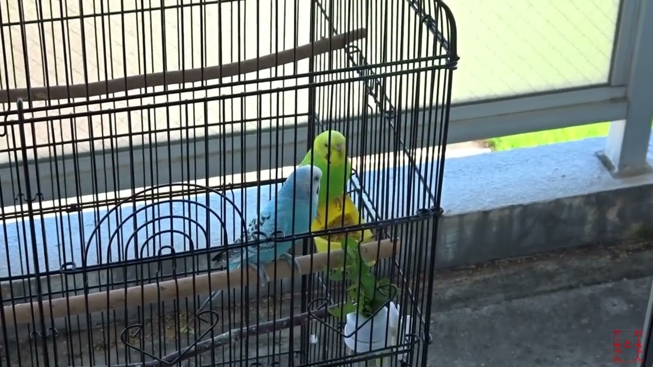 我が家のインコ　おーちゃんときーちゃん(148その1)　追いかけっこするインコ。
