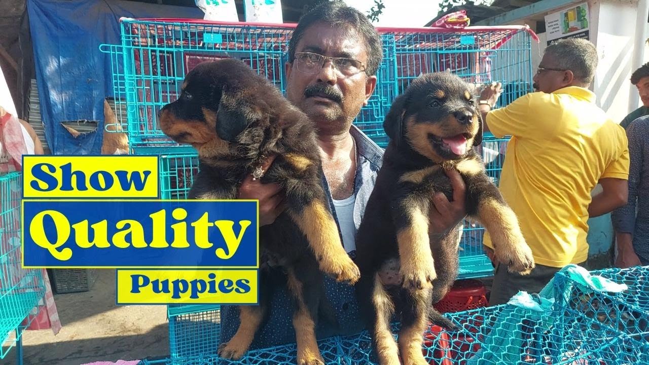 Gallif Street Pet Market Kolkata l Recent Dog Puppy Price Update l