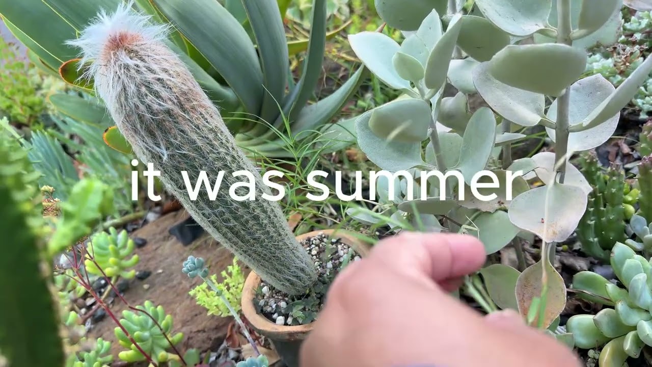 Summer garden tour - front garden (Feb 2026)