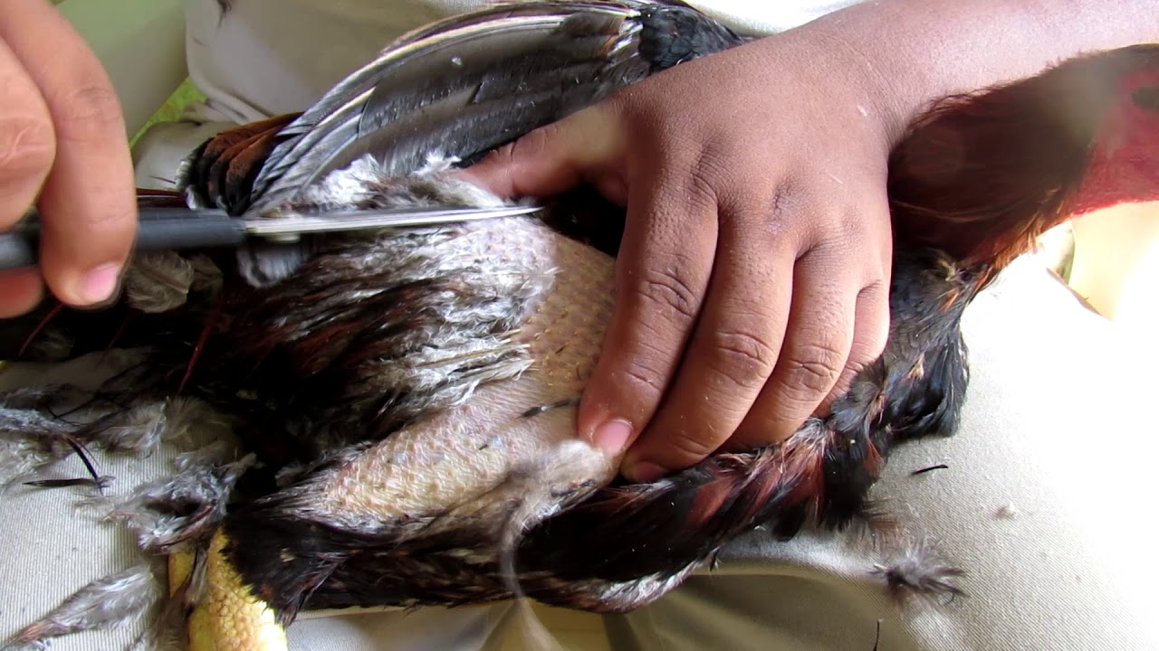 como tusar o cortar las plumas a nuestro gallo