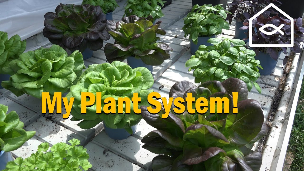 My Decoupled Aquaponics Grow System: DIY Flood Table & Irrigation Setup Explained