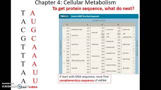 Chapter 4 Topics: Translation Net Worth