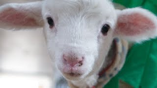 Amazing Animal Rescues Guaranteed To Make You Cry