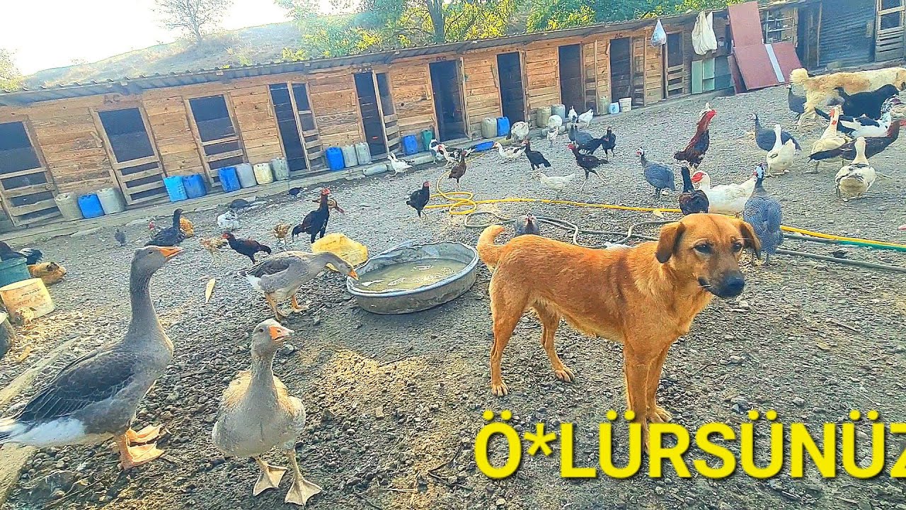 BU İŞİN SONUNDA Ö*LÜM VAR! KAZ TAVUK ÇİFTLİĞİNDEN GELEN GİZLİ TEHLİKE AMAN DİKKAT!!