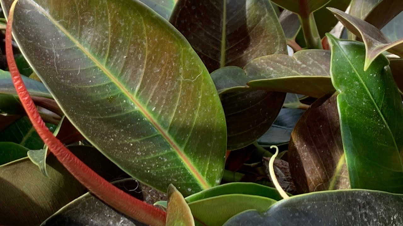 Ficus Elastica, albero della gomma