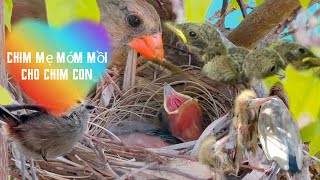 Chim mẹ mớm mồi cho chim con ăn