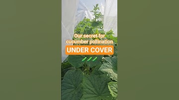Cucumber Pollination: UNDER COVER