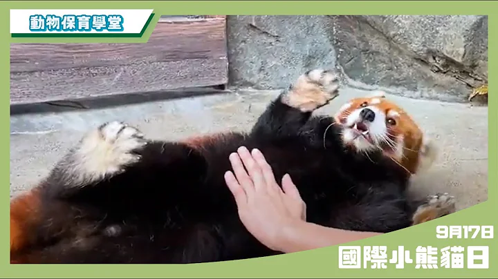 【#动物保育学堂】 国际小熊猫日❗ - 天天要闻