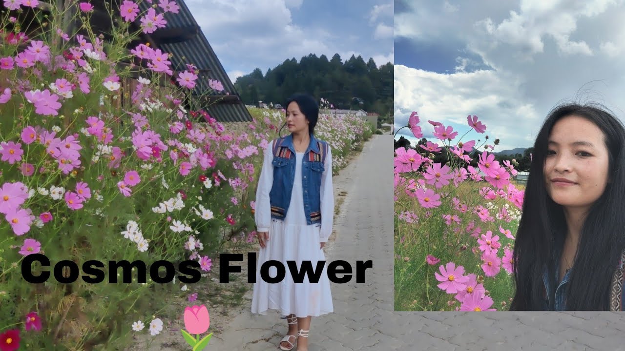 ziro in the season of Cosmos flower/Tattoo artist in ziro. #ziro#zfm
