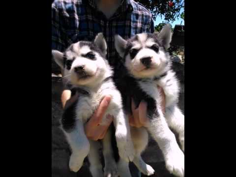 Xaski satilir - YouTube