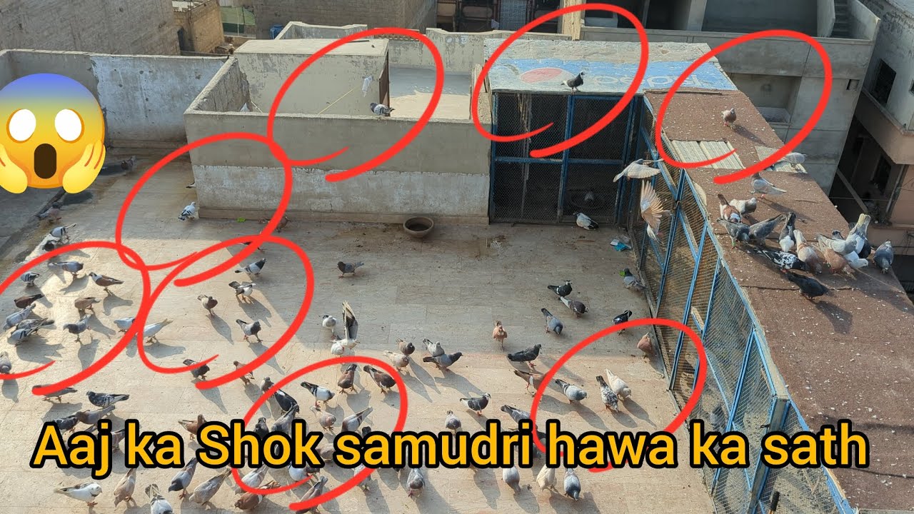 Aaj ka Shok samudri hawa ka sath 😱😱😱🕊️🕊️🕊️