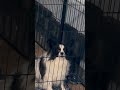 Paris the Papillon