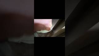 Camper Winterizing Mouse Prevention Setup | BugMD