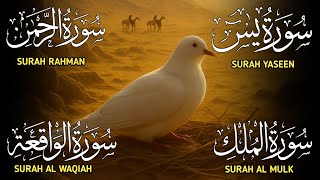 Surah Yaseen ❤ Surah Rahman ❤ Surah Al Waqia ❤ Surah Al mulk Soothing Quran recitation