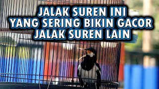 JALAK SUREN BIKIN ONAR MEMBUAT JALAK SUREN LAIN AUTO BRISIK GACOR KOAR KOAR DIRUMAH