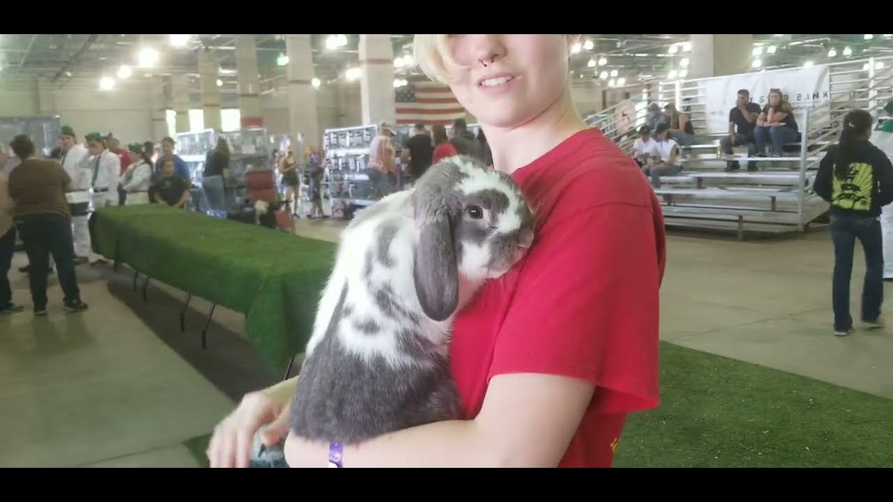 Rabbits of Sacramento County Fair! YouTube
