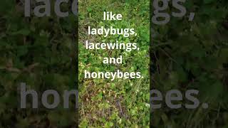 The Truth About Dandelions and Beneficial Bugs #beneficialinsects #dandelion #goodbugs