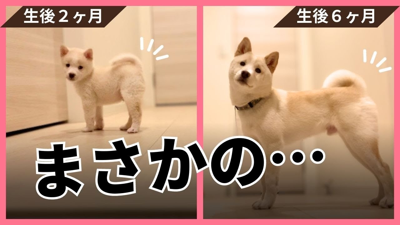 豆柴の体重推移をグラフで紹介!体重&体型チェックで健康を維持しよう – Harutoの豆柴 Funブログ