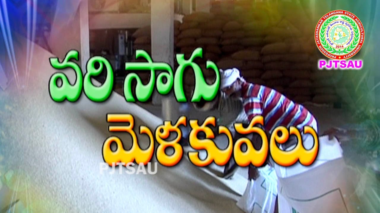 Paddy Production Technology ll Nursery Management ll Water ll PJTSAU ll