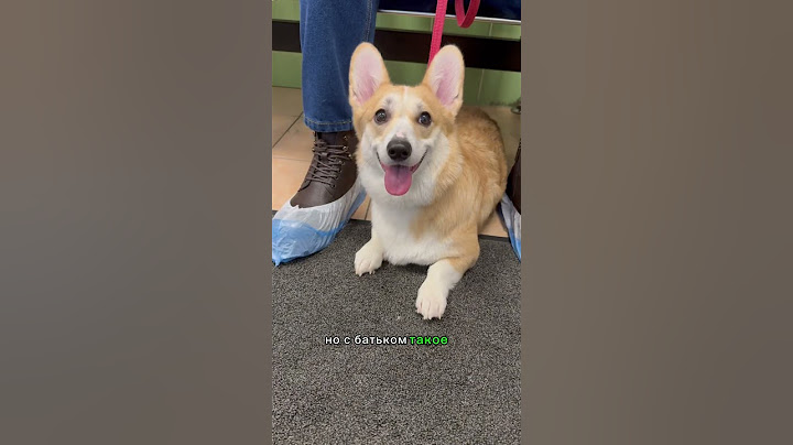 ЧТО ЛУЧШЕ ОШЕЙНИК ИЛИ ШЛЕЙКА? | #животные #корги #собаки #corgi