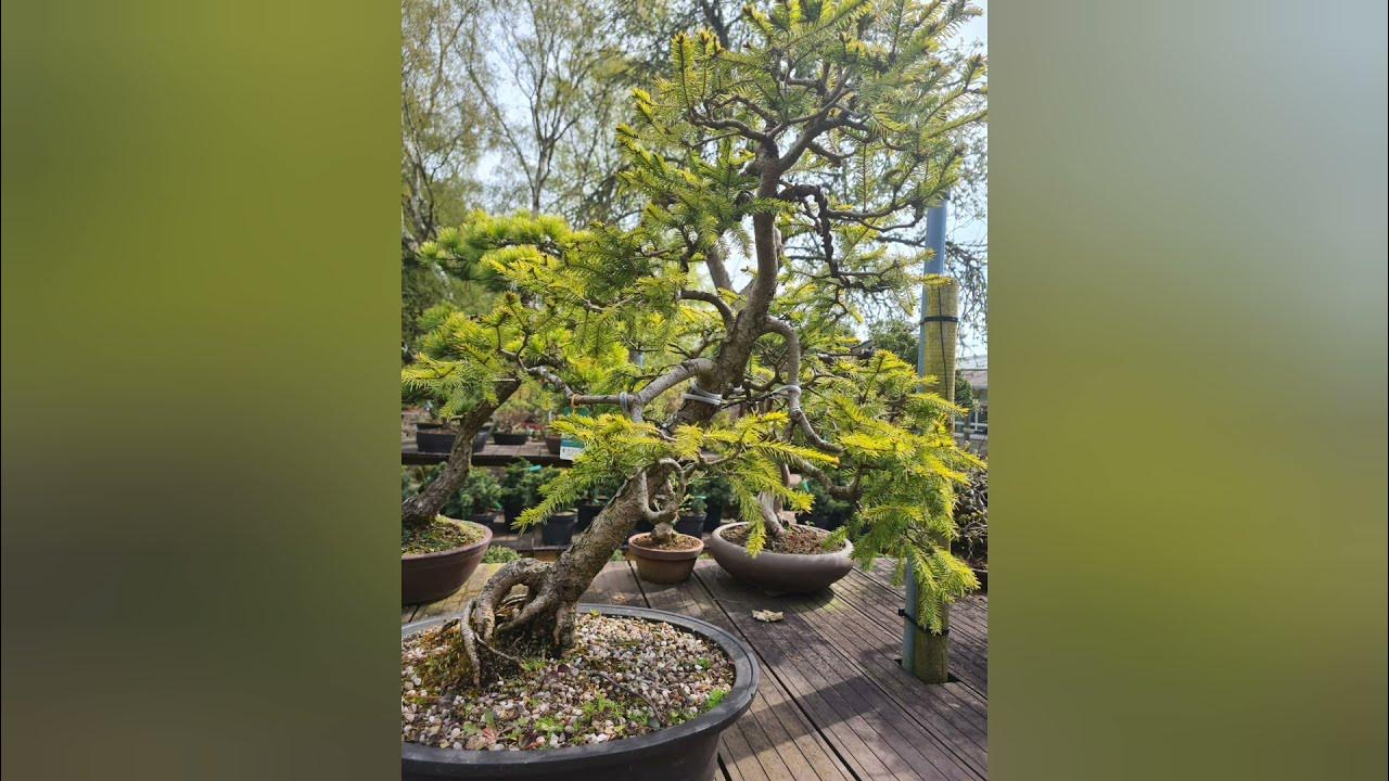 shopping at Greenwood bonsai studio Nottingham YouTube