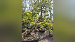 shopping at Greenwood bonsai studio Nottingham