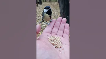 Синица забыла зачем прилетела, а может просто греет лапки / Tit forgot why she came