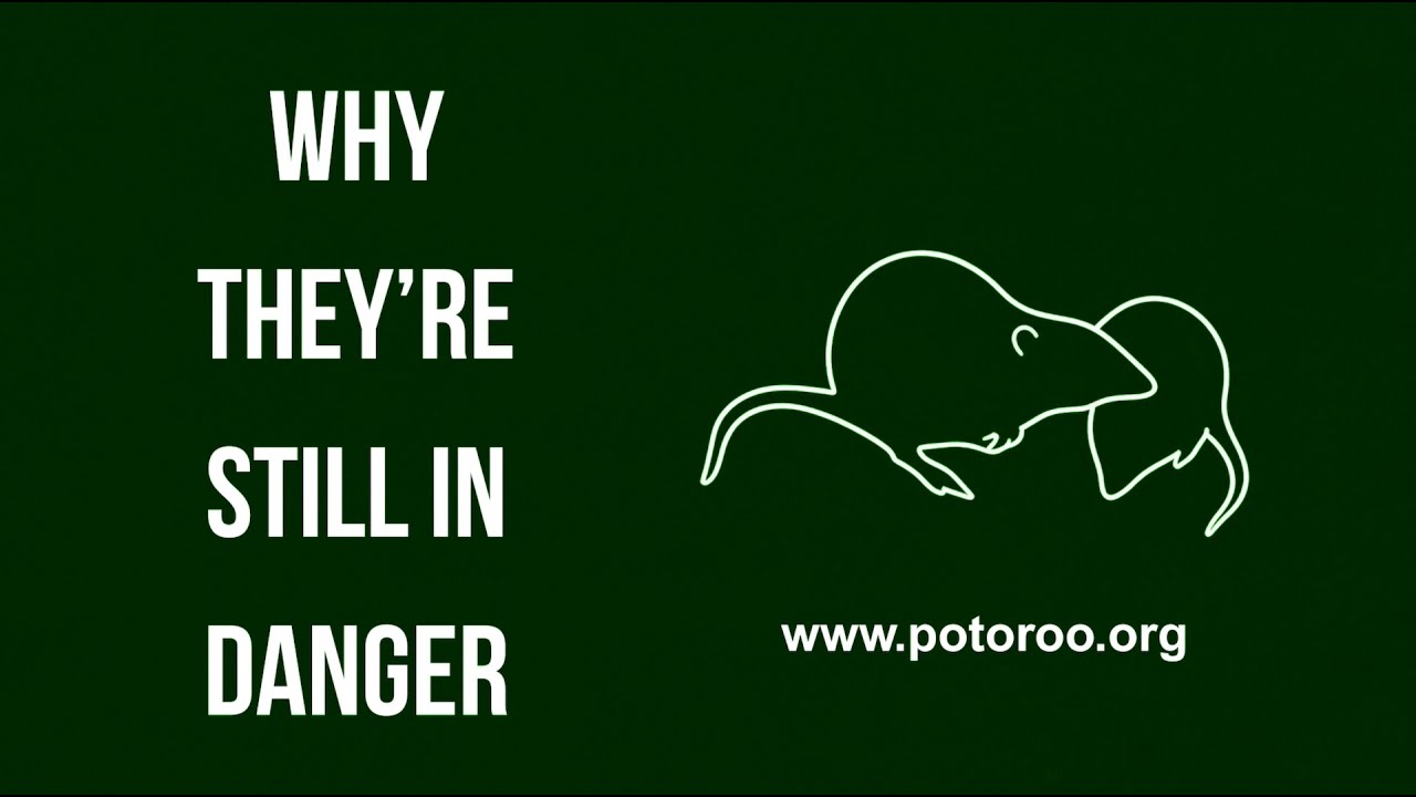 Why They’re Still in Danger | Gilbert’s Potoroo - Chapter IV