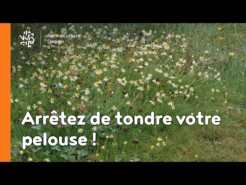 Vidéo: Idées de pelouse avec des plantes indigènes : comment remplacer votre pelouse par des plantes indigènes
